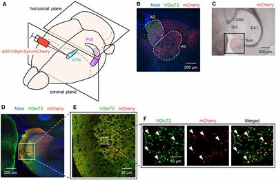  Molecular Characterization of Superficial Layers of the Presubiculum During Development